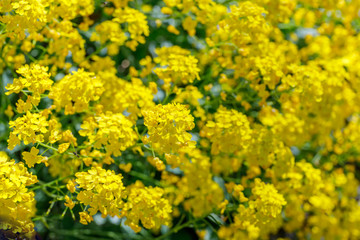 Aurinia saxatilis in spring time. Basket of Gold flowers, close up.  Yellow golden-tuft madwort or rock madwort blossom in garden.