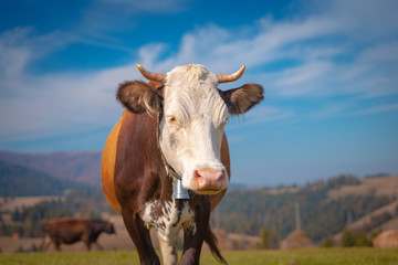 Fototapeta na wymiar Brown cow with white head, standing on a mountain pasture at sunny morning, looking at camera.
