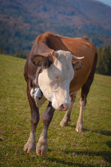 Brown cow with white head, grazing on a pasture in front of forest mountain hills.