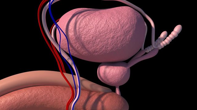 Prostatic Hyperplasia