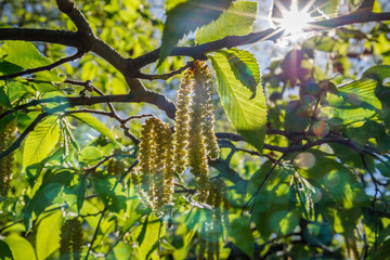 Ostrya carpinifolia ( European hop hornbeam ) Natural twig with green leaves and Spring catkins, ...