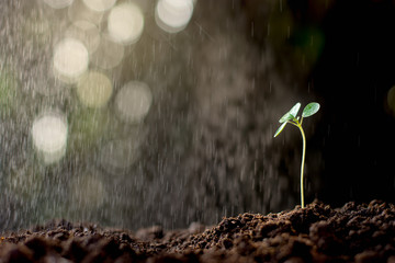 Sapling
