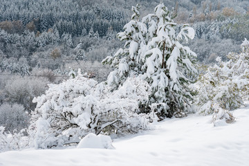 snow covered trees in mountains