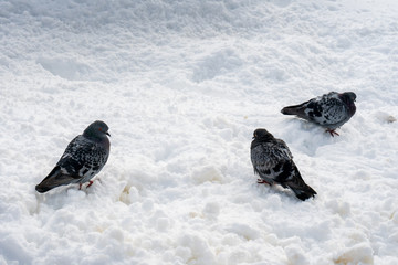 three pigeons in the snow