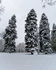snow covered tall pines