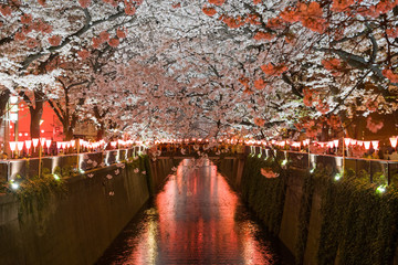 目黒川の桜並木