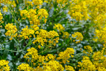 Obraz premium Aurinia saxatilis in spring time. Basket of Gold flowers, close up. Yellow golden-tuft madwort or rock madwort blossom in garden.