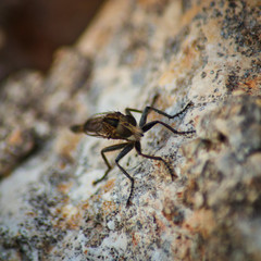 mosquito on a rock