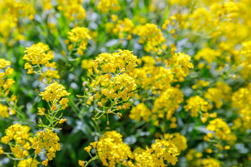 Aurinia saxatilis in spring time. Basket of Gold flowers, close up.  Yellow golden-tuft madwort or rock madwort blossom in garden.