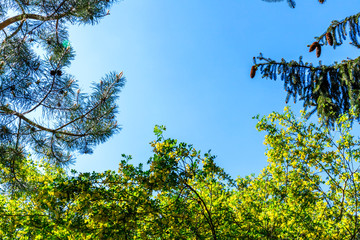Pine piney flowering branches on blue sky background, copy space, text place. Green forest in early spring, sunny day frame