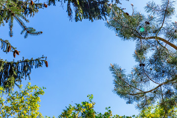 Pine piney flowering branches on blue sky background, copy space, text place. Green forest in early spring, sunny day frame
