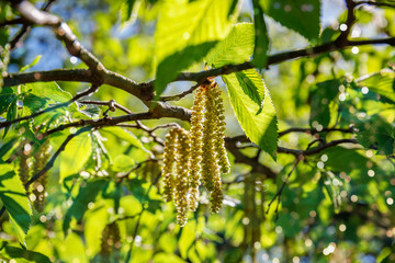 Ostrya carpinifolia ( European hop hornbeam ) Natural twig with green leaves and Spring catkins, close up. Spring nature sunny background with bokeh light. Flowering Hop Hornbeam tree, closeup