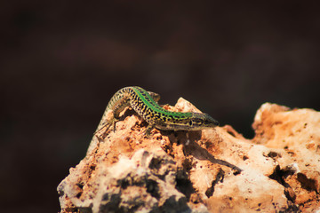 lizard on a rock