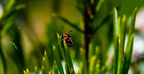 Red and black bug on leaf