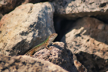 lizard on the rock