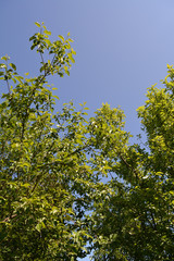 Obraz premium Apple trees in summer garden. Green foliage against clear blue sky.