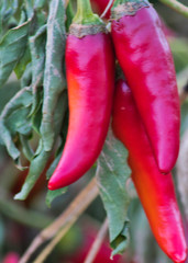 red hot chili peppers