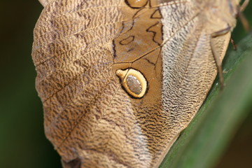 Closeup wing of a Caligo, Owl butterfly