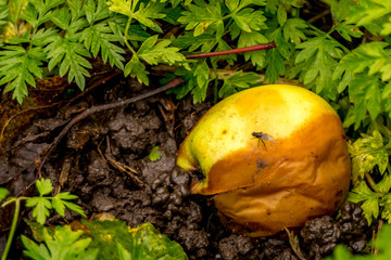 Rotten apple lying in the mud with a fly on it
