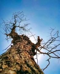 tree on blue sky