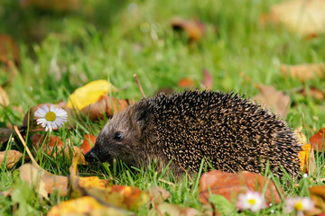 Hedgehog (Erinaceus europaeus) in colorful autumn leaves with daisy (Bellis perennis), Brandenburg,...