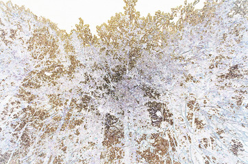 abstract background leaves
