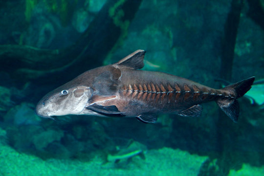 Ripsaw Catfish Oxydoras niger.