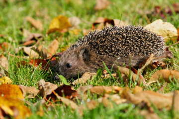 Hedgehog (Erinaceus europaeus) foraging in colorful autumn leaves, Brandenburg, Germany