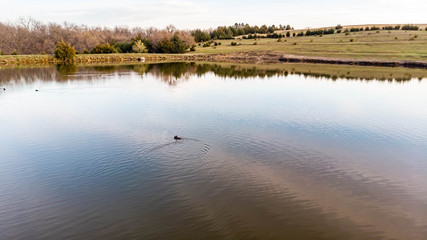 Sunset over rural countryside pond reflecting trees and clouds as ducks and geese swim