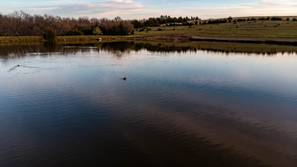 Sunset over rural countryside pond reflecting trees and clouds as ducks and geese swim