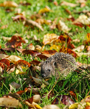 Hedgehog (Erinaceus europaeus) foraging in colorful autumn leaves, Brandenburg, Germany