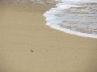 Crab running away from wave, Thailand, Phuket