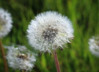 One large Dandelion head with a gently blurred green background