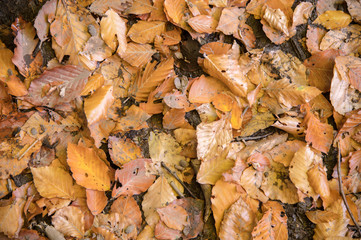 Abstract background of yellow autumn oak leaves lie curled up on the ground. Soft focus real forest. Habitat foliage