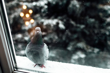 A lone dove sits on the ledge outside the window. The dove feels cold, hungry, lonely, anxious, curious. dove in winter