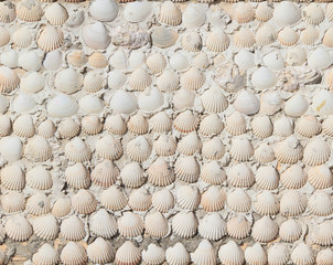 Seamless texture of wall decorated with seashells. Marina di Pisa. Italy.