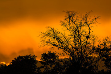 Silhouette big tree with the rice field in the sunset. Vibrant sky on the meadow