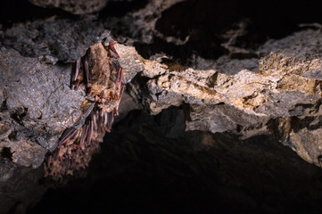 A wild some bats hangs in a dream on the ceiling of a stone cave. Little bats in the North Caucasus