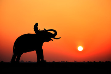 Fototapeta na wymiar Silhouette Elephant and mahout with sunrise sky in surin thailand.