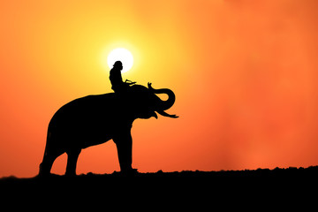 Fototapeta na wymiar Silhouette Elephant and mahout with sunrise sky in surin thailand