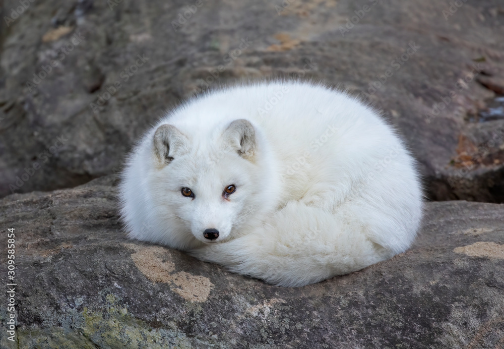 Wall mural Arctic fox (Vulpes lagopus) sleeping on a rocky ledge in winter in Canada