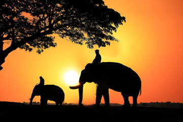 Silhouette Elephant and mahout with sunrise sky