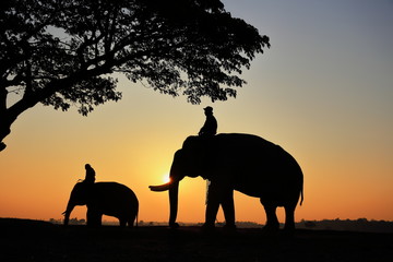 Naklejka na ściany i meble Silhouette Elephant and mahout with sunrise sky