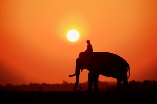 Silhouette Elephant and mahout with sunrise sky in surin thailand