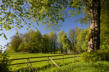 horse pasture in bright green colors in spring 