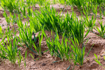 Young green shoots of wheat in the sunlight close up