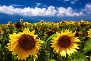 山梨県・明野のひまわり畑 8