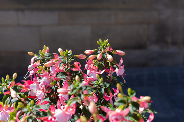 colorful summer flowers