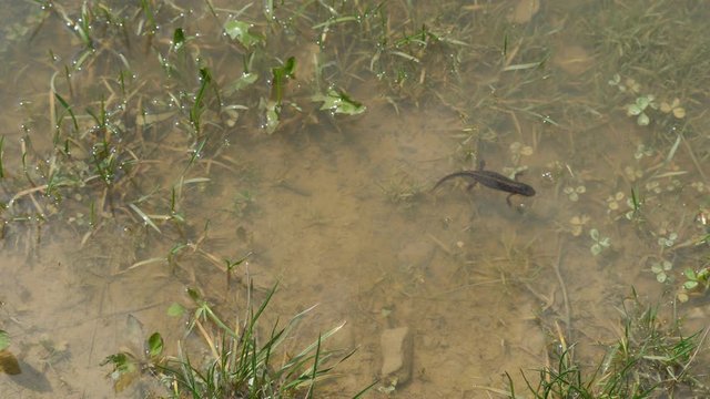 Biologist hand releasing an alpine newt (Ichthyosaura alpestris) in the water
