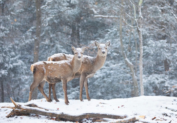 Red deer standing in the falling snow in Canada